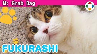 My Feline Friend, Fukurashi [Grab Bag]