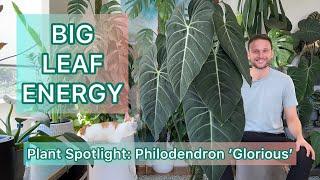 BIG LEAF ENERGY - Philodendron Glorious - Plant Spotlight #2