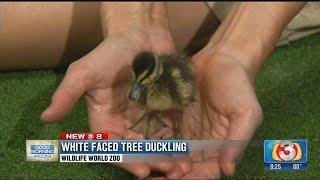 Wildlife World Zoo introduces us to the White Faced Whistling Duck