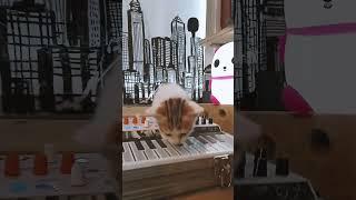 Chatoon's ! Kitten jam