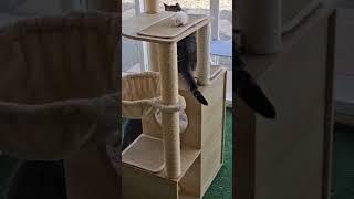 Happy Cats Living Their Best Life in Their Outdoor Catio!