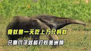 An anteater eats tens of thousands of ants a day, and can defeat a cougar with only its claws?