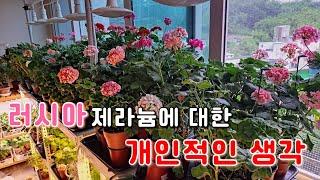 베란다 정원 제라늄키우기