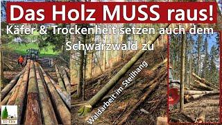 Das Holz MUSS raus! Käfer & Trockenheit setzen auch dem Schwarzwald zu | Waldarbeit im Steilhang