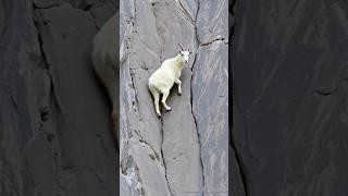 Goats on the mountain Part194 #shorts #animals #viralvideo #cute #love #goat