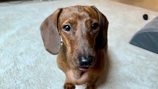 Mini dachshund waking up happy!