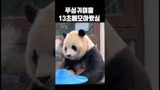 판다 푸싱 귀여운 순간들을 13초에 모아 봤습니다! #다판다 #panda #귀욤주의