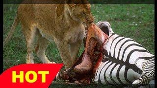 Wild Documentary Africa s Lions vs Wildebeests and Zebra HD 720p