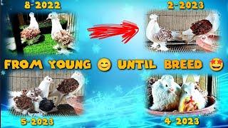 Frillback Pigeons Breeding Progress #fancypigeon #pigeon