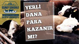 Yerli Dana Para Kazanır mı? #Yerli #Dana