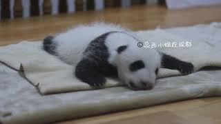 成都熊猫基地太阳产房：刚刚满36天的熊猫宝宝平平和安安，大熊猫毛桃的双胞胎弟弟哦