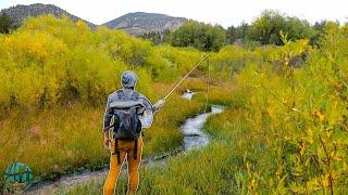 The BEST small creek for trout?! (Fly Fishing for Brown Trout)