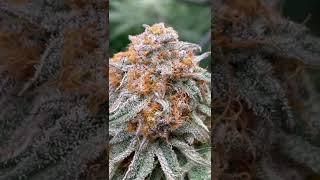 Square One Genetics Grape Rock Candy BX1