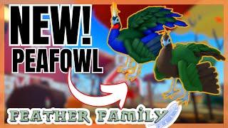 NEW Congo Peafowl in FEATHER FAMILY! 