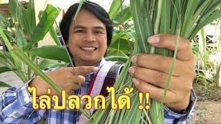 ปลวก!! กินรากมะละกอ ไล่ได้ด้วยสิ่งนี้ ชัวร์!! | เกษตรกรชาวบ้าน