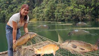 The girl spread a net overnight on the water, caught many big fish to sell. New life on the lake.