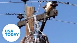 Good Samaritans rescue stray cat with a drone | USA TODAY