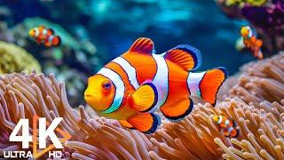 Aquarium 4K VIDEO (ULTRA HD)  Beautiful Coral Reef Fish - Relaxing Sleep Meditation Music #116