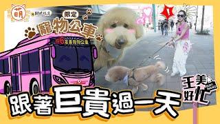 王美 王思佳 一日大型犬飼主擔當！帶著標準貴賓去搭乘大眾運輸？【 萌期間限定 】 萌寵明星粗乃玩 特別企劃 @haveapetday