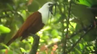 The incredible call of the three-wattled bellbird in Costa Rica