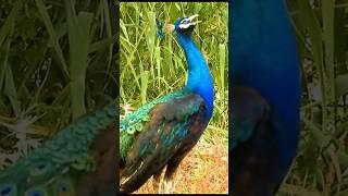 Peacock peacocking loudly  #birds  #animalsounds #short #peacocksound