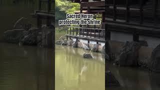 Heron protecting Japan’s spiritual heritage #rare #japan #travel #spirituality #meditation