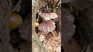 Hemlock Reishi Fairy Flush! #wildedibles #reishi  #mushrooming