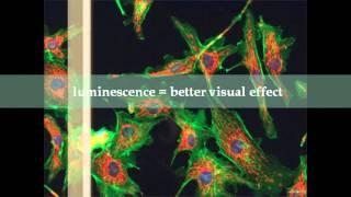 Fluorescence & Phosphorescence