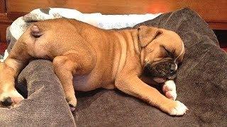 Best Of Cute Boxer Puppies - Funny Puppy Videos 2019