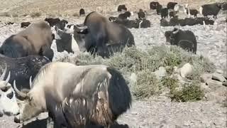 Tibetan wild yak fighting number 148.