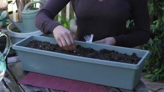 How to Plant Lettuce Seeds in Trays : Seed Planting Tips