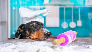 A Compliment From Chef! Cute & funny dachshund dog video!