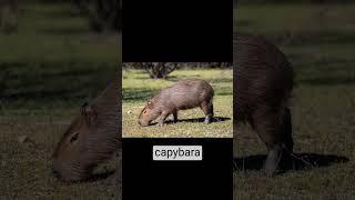 capybara compared to human (#shorts