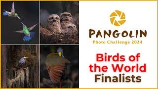 Birds of the World 2025 | Bird Photography Competition finalists