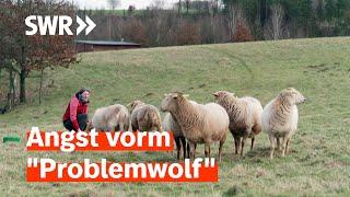 Wolf im Westerwald - wäre der Abschuss tatsächlich die Lösung? | Zur Sache! Rheinland-Pfalz