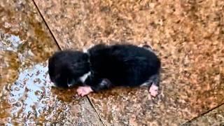 A newborn kitten, abandoned on the cold ground, struggles to crawl and cry out, but is ignored.