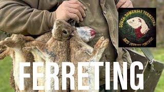 #ferreting Ferreting 20 rabbits - ferrets - rabbiting