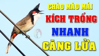 CHÀO MÀO MÁI KÍCH TRỐNG CĂNG LỬA  - CÁCH KÍCH LỬA CHÀO MÀO SỔ BỌNG HÓT CHÉ #chàomàohót