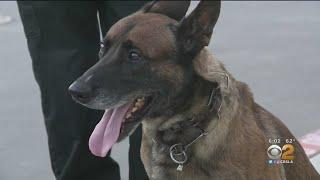 Police K-9 Leaps Through Shattered Car Window To Apprehend Pursuit Suspect