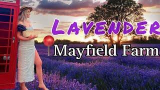 MAYFIELD LAVENDER Farm | Day Tour | Surrey - England (4K)