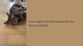 Wie reagiert der Katzenpapa auf ne Maus im Schuh #katze #katzenaufyoutube #miau #katzen