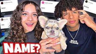 LETTING Our SUBSCRIBERS Pick Our PUPPY'S NAME! *HELP US*