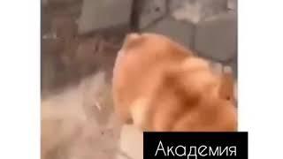 так вот ты какая собака сутулая##