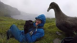 Cheeky Southern Giant Petrel Checks Out The Humans