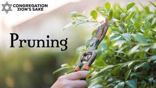 Pruning | Shabbat 2/2/2024
