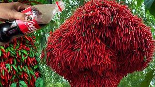 New idea Growing Peppers Tree with Techniques New For Growing Faster lots of fruit