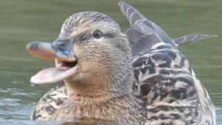 Mallard Duck Female calling /  Stockente Weibchen am Quaken Strandbad Blies Ludwigshafen am Rhein