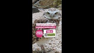 Our 'Tails of UK Wildlife' campaign | Supporting 10 charities