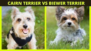 CAIRN TERRIER VS BIEWER TERRIER | Terrier breeds facts and differences