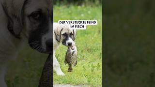 #hundeblog #hunde #hundeglück #hundetipps #hundewissen #ernährungstipps #hundeernährung #hundeleben